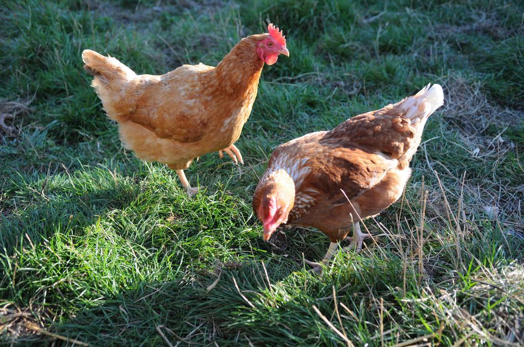 Manor Farm Stay Sutton-on-Sea Bagian luar foto